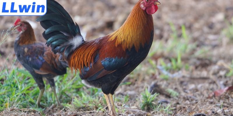 Bỏ túi mẹo lựa chọn chiến kê qua tướng mạo
