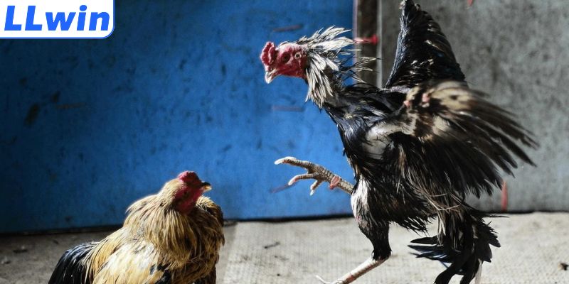Bỏ túi mẹo phân tích chiến kê của tay chơi lâu năm