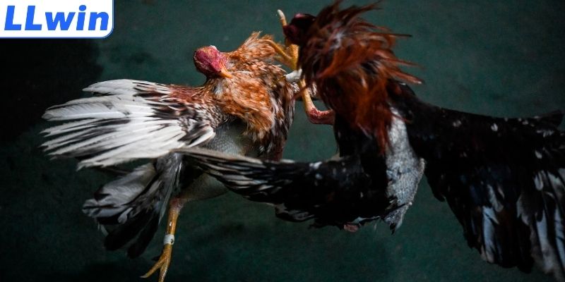 Các loại hình đá gà Campuchia thông dụng bậc nhất