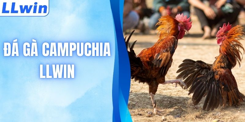 Săn Link Đá Gà Campuchia Đỉnh Cao - Xem Thomo Trực Tiếp