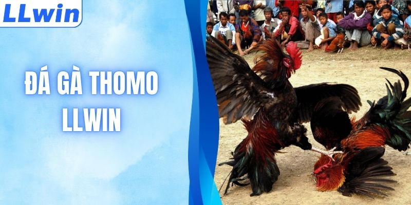 Đá Gà Thomo Hôm Nay - Săn Link HD Siêu Mượt Bản Quyền 