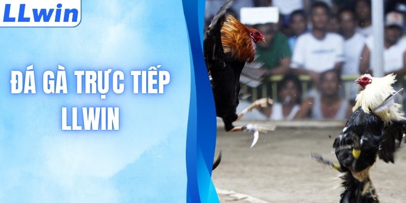 Đá Gà Trực Tiếp - Link Xem Đỉnh Cao Bản Quyền LLWIN