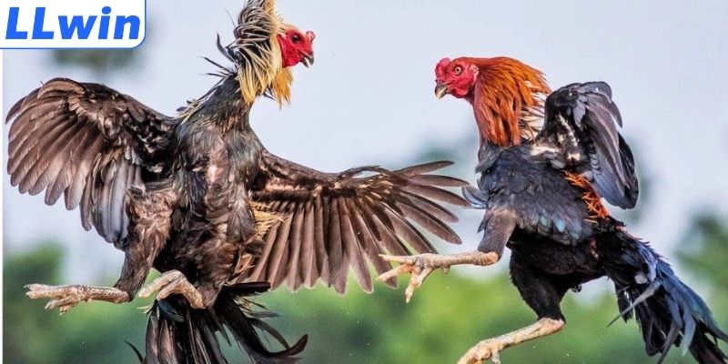 Sức hút đá gà trực tiếp tại nhà cái LLWIN