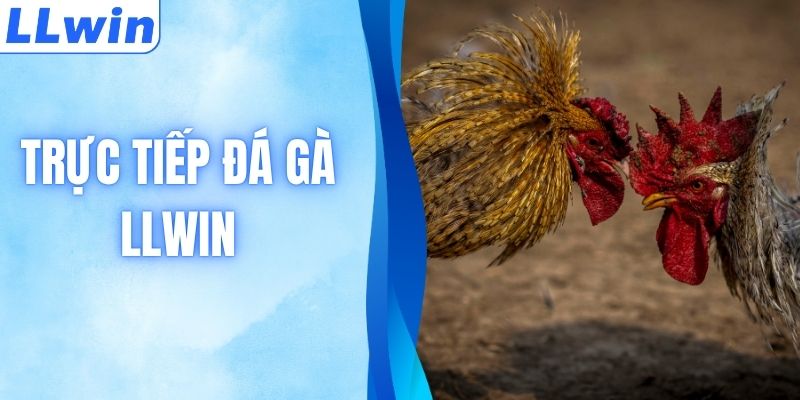 Trực Tiếp Đá Gà C1 - C6 Siêu Nét - Link Xem Bản Quyền